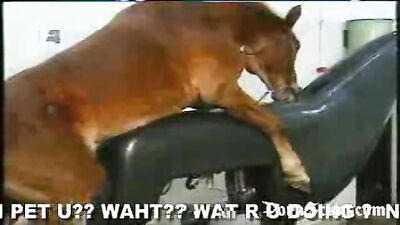 Gallop to Ecstasy: Watch the Latest Horse Porn Video