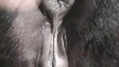 Lick Your Way to Ecstasy with the Licking Pussy Horse - Animal XXX