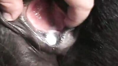Lick Your Way to Ecstasy with the Licking Pussy Horse - Animal XXX