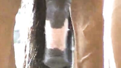 Horses Break Free from the Shackles of Sexism