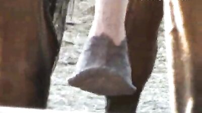 Horses Break Free from the Shackles of Sexism