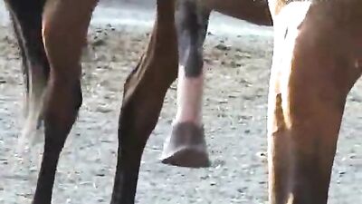 Horses Break Free from the Shackles of Sexism