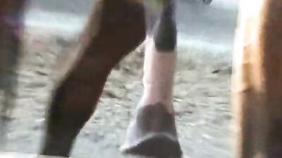 Horses Break Free from the Shackles of Sexism