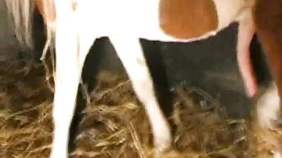 Watch Sexy Slut Ride Her Pony for Fiery Ass-Fucking