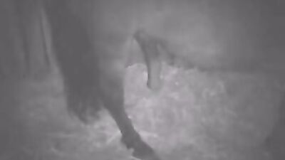 Wild Ride: Experience the Excitement of Horse Cum Inside a Woman's Pussy
