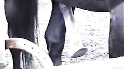 A Girl's Most Unforgettable Encounter: A Horse Fucking Her Beyond Belief