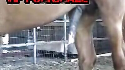 Man Fucks Horse's Ass: A Tale of Unconventional Love