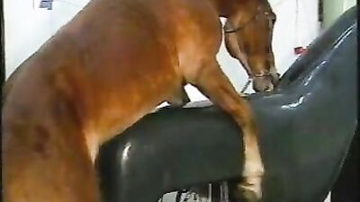 Discover the Wild Side of Sex: Exploring the Unique Bond Between Man and Horse