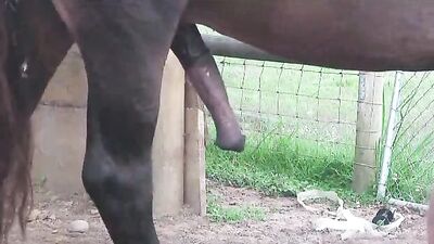 Giddy Up Witness the Big Horse Deep Pussy Girl Public Spectacle