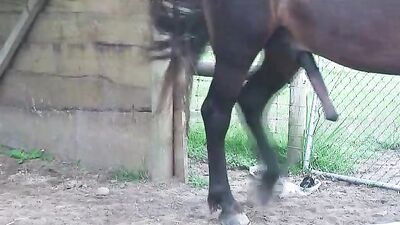 Giddy Up Witness the Big Horse Deep Pussy Girl Public Spectacle