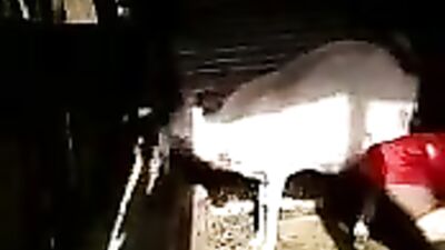 Goats Gone Wild: The Unbelievable Fun of Fucking with Goats