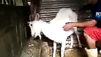 Goats Gone Wild: The Unbelievable Fun of Fucking with Goats