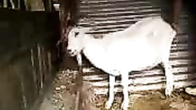 Goats Gone Wild: The Unbelievable Fun of Fucking with Goats