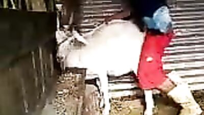 Goats Gone Wild: The Unbelievable Fun of Fucking with Goats