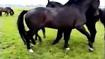 Curly Girl's Fantasy Comes to Life: Watch the Shocking Horse Porn Video