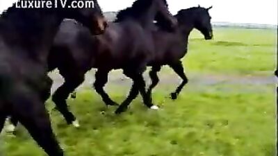 Curly Girl's Fantasy Comes to Life: Watch the Shocking Horse Porn Video