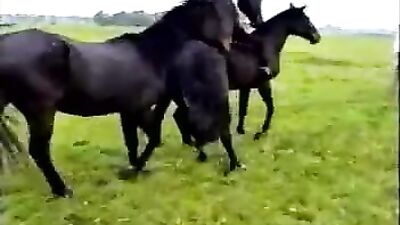 Curly Girl's Fantasy Comes to Life: Watch the Shocking Horse Porn Video