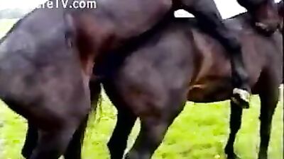 Curly Girl's Fantasy Comes to Life: Watch the Shocking Horse Porn Video