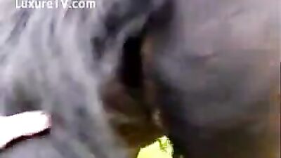 Curly Girl's Fantasy Comes to Life: Watch the Shocking Horse Porn Video