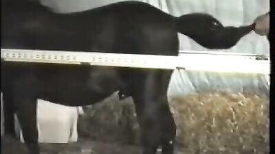 Blonde Girl's Jaw-Dropping Deepthroat of Horse's Massive Dick