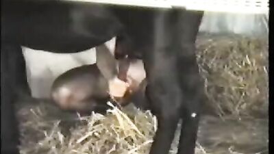 Blonde Girl's Jaw-Dropping Deepthroat of Horse's Massive Dick