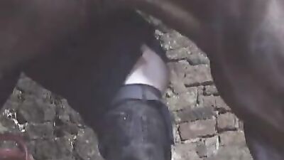Unbelievable: Giant Horse Makes Unbelievable Connection with Human