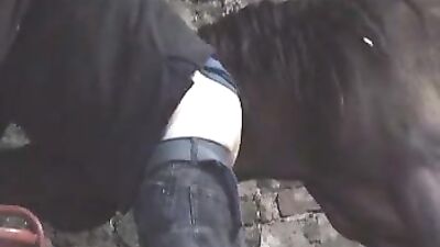 Unbelievable: Giant Horse Makes Unbelievable Connection with Human