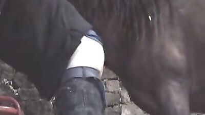 Unbelievable: Giant Horse Makes Unbelievable Connection with Human