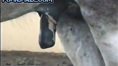 Witness the Rare and Fascinating Phenomenon of Horse Cock - Animal Porn Free