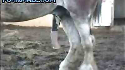 Witness the Rare and Fascinating Phenomenon of Horse Cock - Animal Porn Free