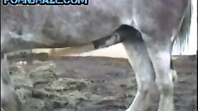 Witness the Rare and Fascinating Phenomenon of Horse Cock - Animal Porn Free