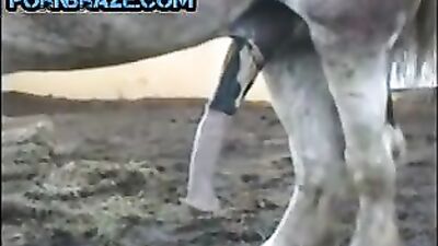 Witness the Rare and Fascinating Phenomenon of Horse Cock - Animal Porn Free