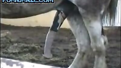 Witness the Rare and Fascinating Phenomenon of Horse Cock - Animal Porn Free