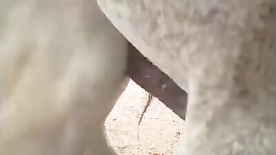 Man's Passion for Horses Leads to Unbelievable Act