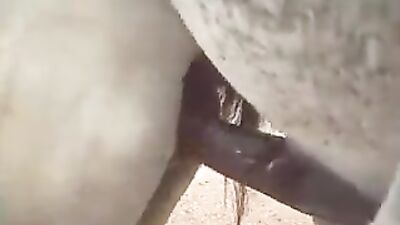 Man's Passion for Horses Leads to Unbelievable Act