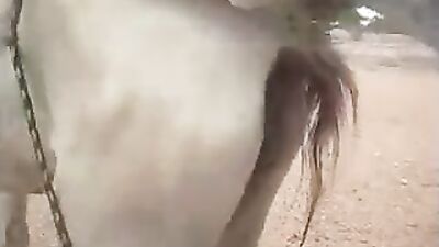 Man's Passion for Horses Leads to Unbelievable Act