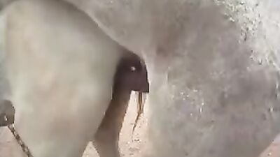 Man's Passion for Horses Leads to Unbelievable Act