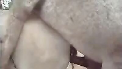 Man's Passion for Horses Leads to Unbelievable Act
