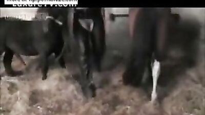 Horse Takes Epic Journey Into Woman's Pussy - An Unforgettable Experience
