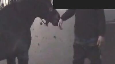 Unbelievable: Human Engages in 'Horse F*cking' – What Could Possibly Go Wrong?