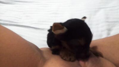 Puppy Hungry For Pussy Juice