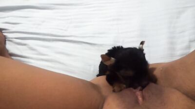 Puppy Hungry For Pussy Juice