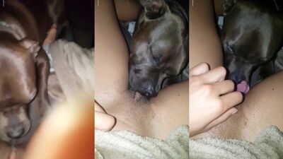 Pitbull taste her pussy