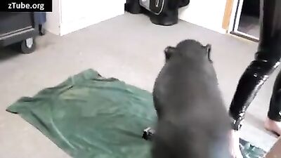 pig and beatiful woman