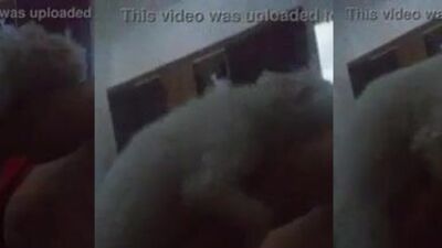 mi perro intenta amarme