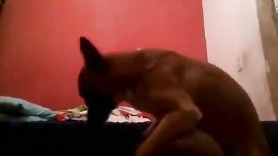 Puppys Hungry Kiss Leads to Lewd Oral and Hard Cock Breeding