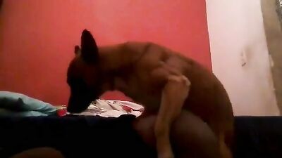 Puppys Hungry Kiss Leads to Lewd Oral and Hard Cock Breeding