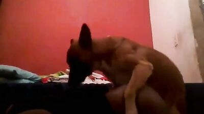 Puppys Hungry Kiss Leads to Lewd Oral and Hard Cock Breeding
