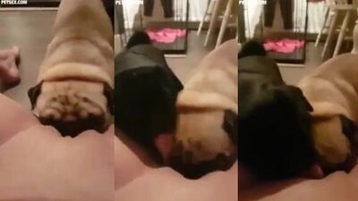 Loud pugs