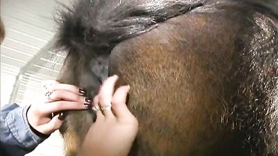 Lesbian licking out mare